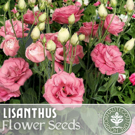 Lisianthus Seeds - 100 Seeds Garden Bloom Flower Seed Flowers Non Gmo Heirloom