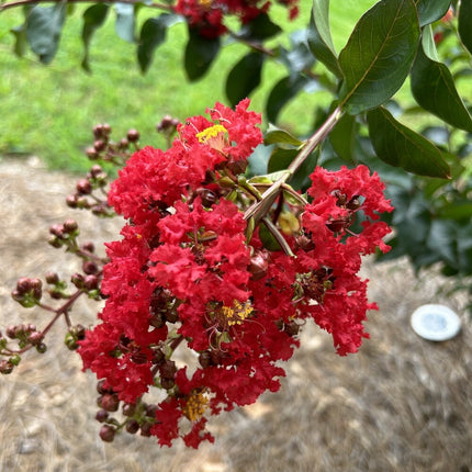 20 EXOTIC CRAPE MYRTLE SEEDS for Garden Flower House Plant Bush USA SELLER USPS
