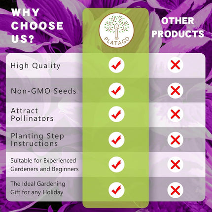 100 Hosta Seeds Perennial Hosta Plants Rare Purple Hosta Seeds for Planting