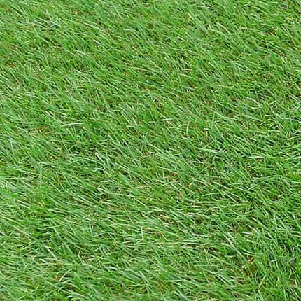 Kentucky Blue Grass Seed, (5 Lb. Pack), Kenblue, Lawn and Turfgrass Seed