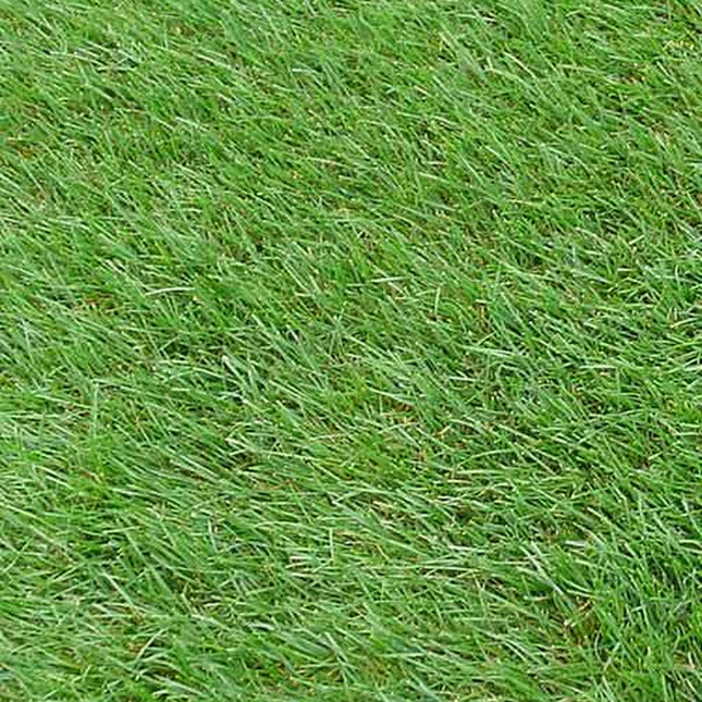 Kentucky Blue Grass Seed, (5 Lb. Pack), Kenblue, Lawn and Turfgrass Seed
