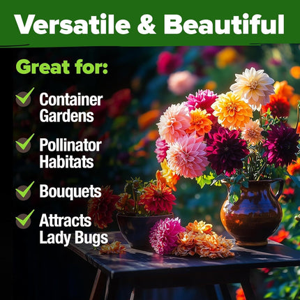 Zinnia Dahlia Seeds Pack- Bulk Flower Seeds to Plant outside for Vibrant Blooms,