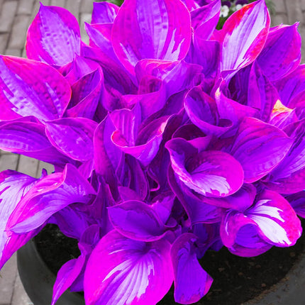 Hosta Seeds Perennial Hosta Plants Grow Easily Rare Blue Purple Hosta Bulb Seeds