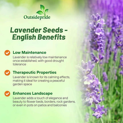 Outsidepride English Lavender Seeds - 10000 Pcs Perennial, Drought-Tolera