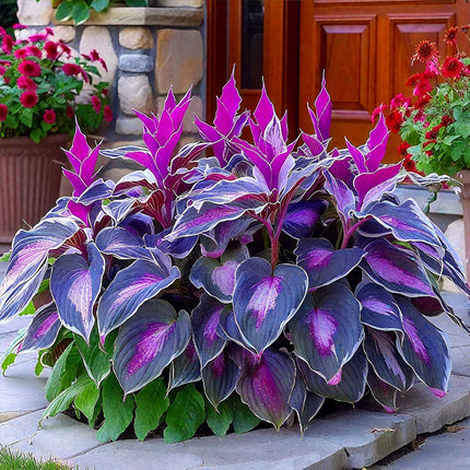 Hosta Seeds - 200 Rare Black Purple Hosta Plants Seeds for Planting Outdoor