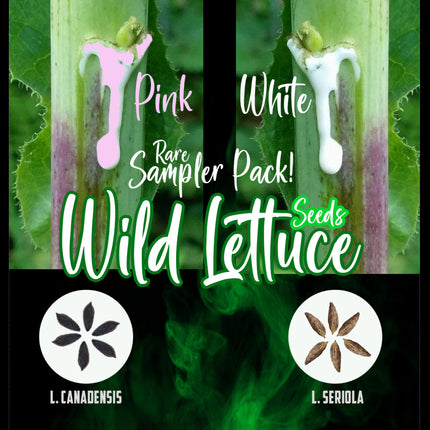 Wild Lettuce Seeds PACK (Lactuca Serriola and Canadensis) Herb 50+ - USA