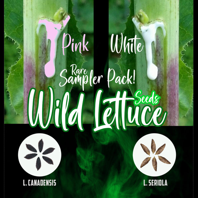 Wild Lettuce Seeds PACK (Lactuca Serriola and Canadensis) Herb 50+ - USA