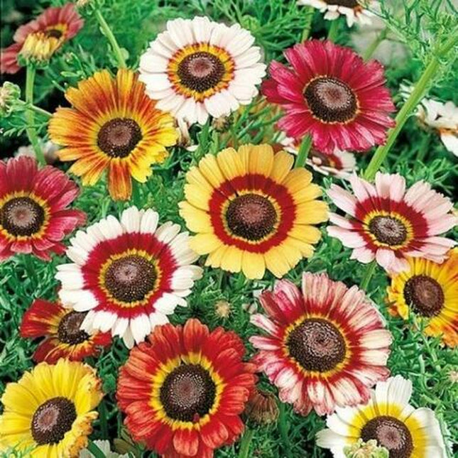 Painted Daisy Seeds | Heirloom / Non-Gmo | Free Shipping | Flower Seeds | 1179