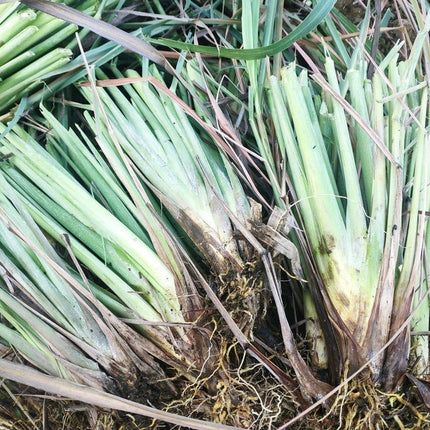 100+Lemongrass Seeds West Indian Culinary Herb Perennial Plant Seeds USA