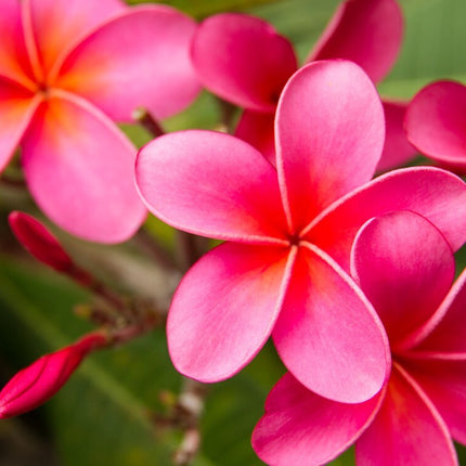 Pink Plumeria Fresh Starter Cutting Single Head 10Inch Unrooted X1