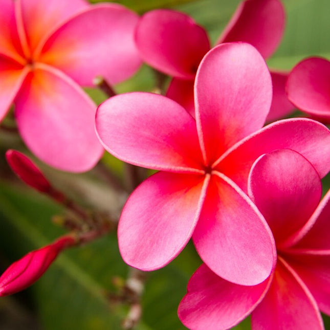 Pink Plumeria Fresh Starter Cutting Single Head 10Inch Unrooted X1