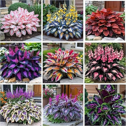 200+ Hosta Seeds Perennial Hosta Seeds for Planting Outdoor Garden Attract