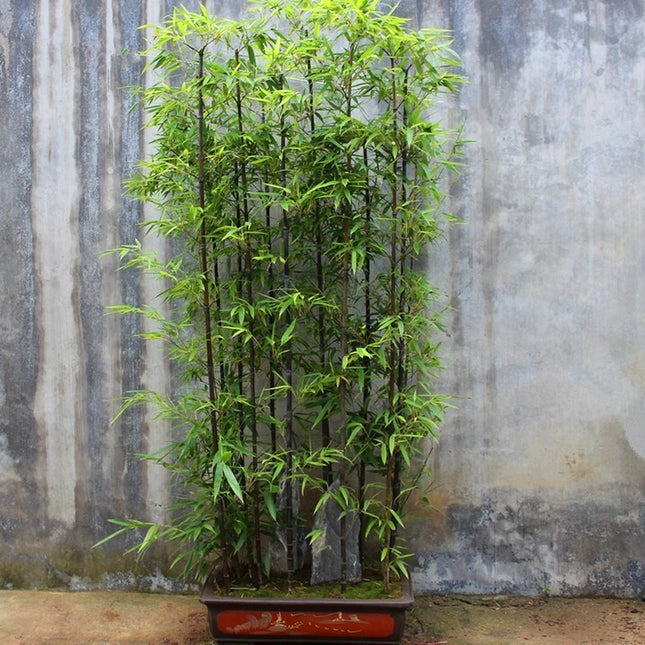 50+Black Bamboo Seeds Bamboo Bonsai Garden Home Decoration Cold Resistance USA