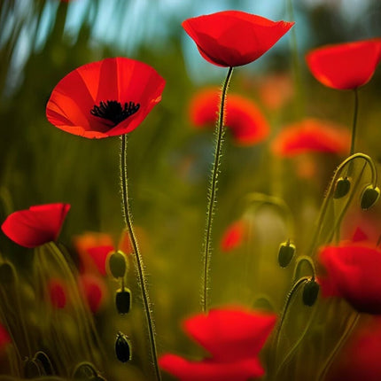 Red Poppy Seeds - Papaver Rhoeas Seeds - Red Corn Poppy Flower Seeds - USA