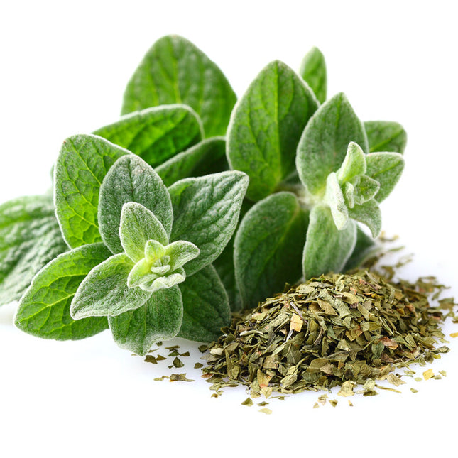 500+ Italian Oregano Seeds | Non-Gmo | Heirloom | Fresh Garden Seeds from USA