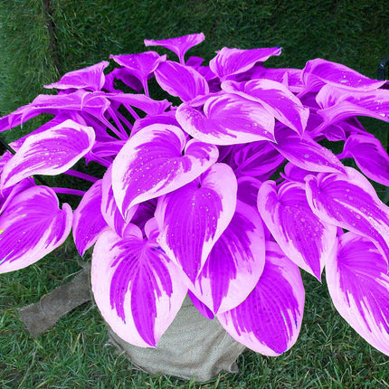 100 Hosta Seeds Perennial Hosta Plants Rare Purple Hosta Seeds for Planting