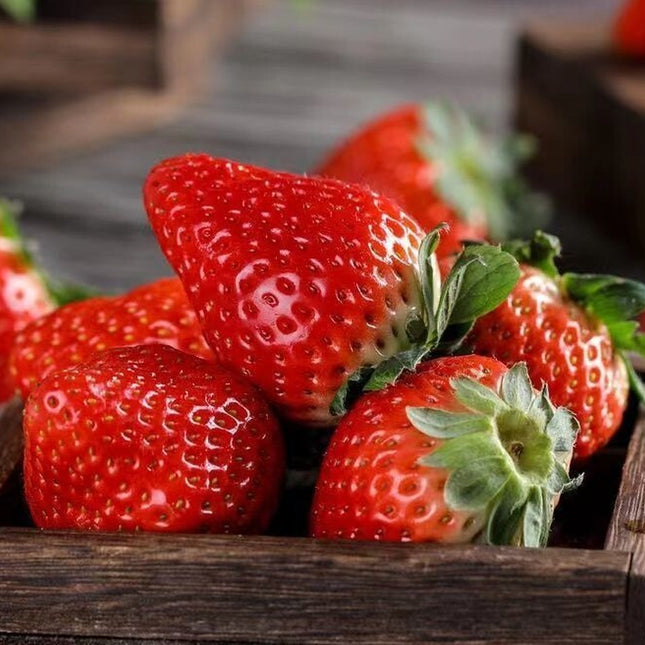 100+Red Strawberry Seeds Big Flesh Fruit Perennial Container Garden USA