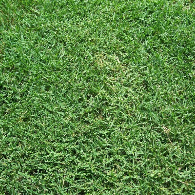 Bermuda Grass Seed, Unhulled, Coated, (5 Lb. Pack), Drought Tolerant Lawn Seed