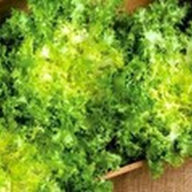 Endive Seeds, Green Curled Endive Seed, 1/16 Oz Pack, Chicory, Heirloom, NON-GMO