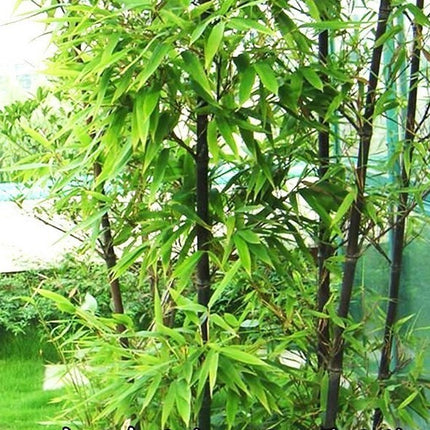 50+Black Bamboo Seeds Bamboo Bonsai Garden Home Decoration Cold Resistance USA