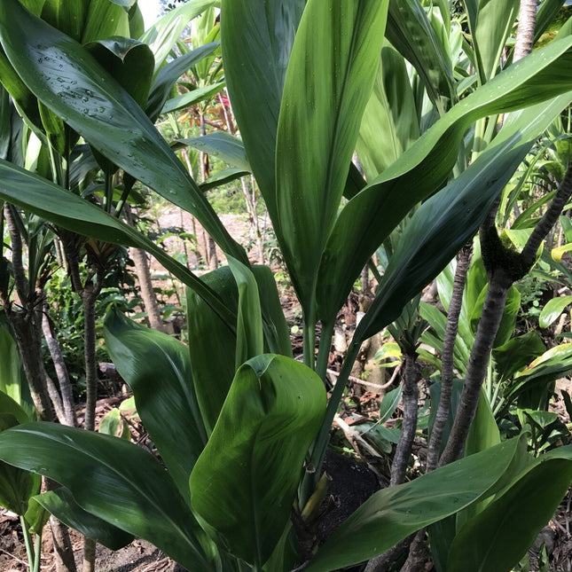 Hawaiian Green Ti Leaf Fresh Cuttings 6Inch Starter Logs X6