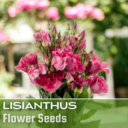 Lisianthus Seeds - 100 Seeds Garden Bloom Flower Seed Flowers Non Gmo Heirloom