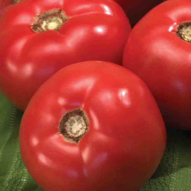 Beefmaster Tomato Seeds, Beefmaster Hybrid Tomatoes, NON-GMO, 30 Seed Pack