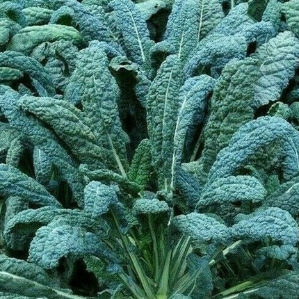 LACINATO KALE SEEDS 300+ DINOSAUR KALE VEGETABLE Greens SALAD FREE SHIPPING