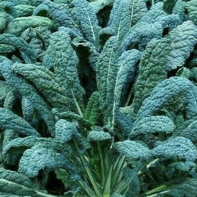 LACINATO KALE SEEDS 300+ DINOSAUR KALE VEGETABLE Greens SALAD FREE SHIPPING