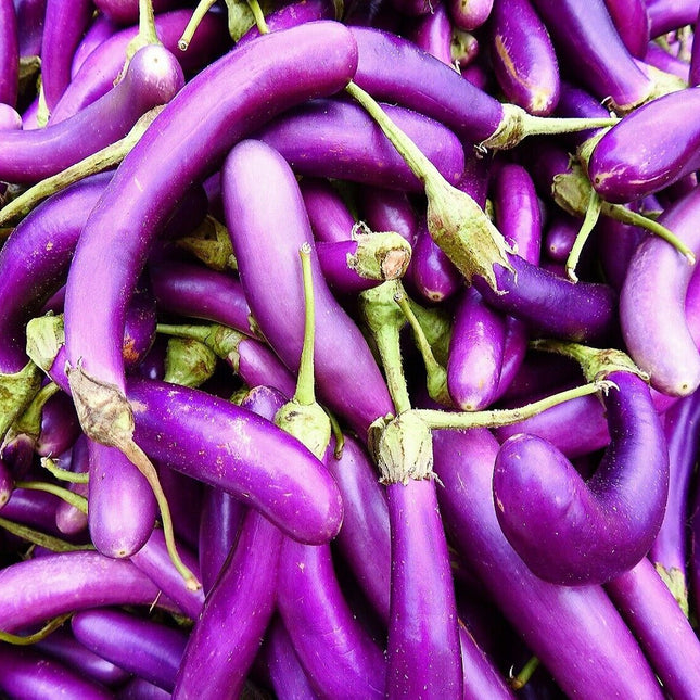 Eggplant Seeds Long Purple Asian Heirloom Non-Gmo Vegetable Drough Resistant