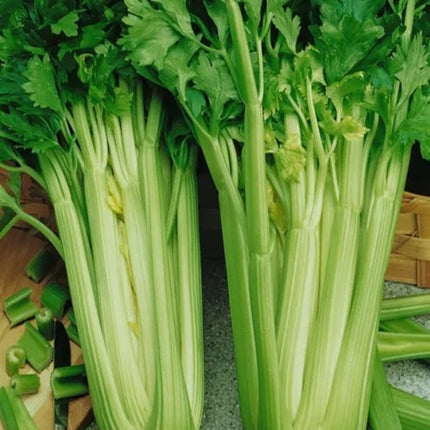 Tendercrisp Celery Seeds for Planting - Non GMO Heirloom Vegetable Seeds