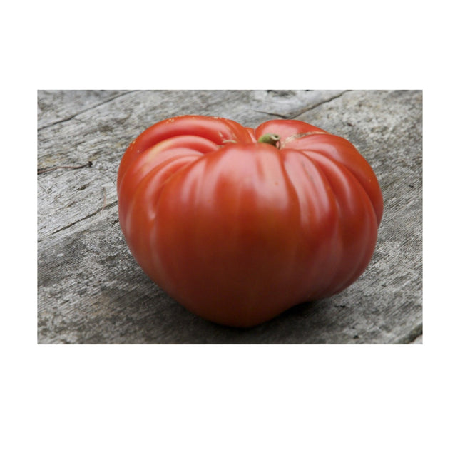 100+ German Johnson Giant Tomato Seeds | Non-Gmo, Heirloom | Fresh