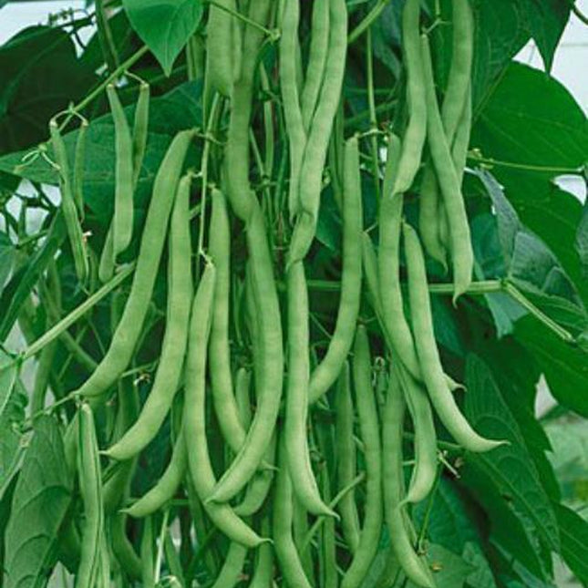 Kentucky Wonder Pole Bean Seed, NON-GMO, Heirloom Pole Bean Seed, 1 Oz. Pack