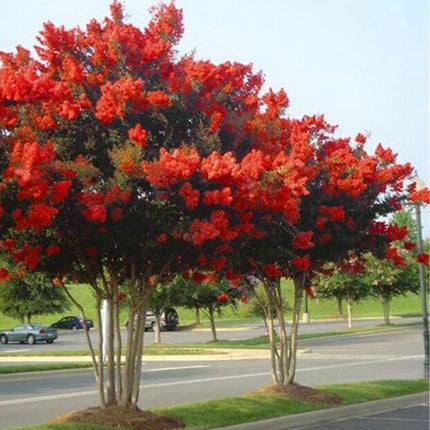 20 EXOTIC CRAPE MYRTLE SEEDS for Garden Flower House Plant Bush USA SELLER USPS