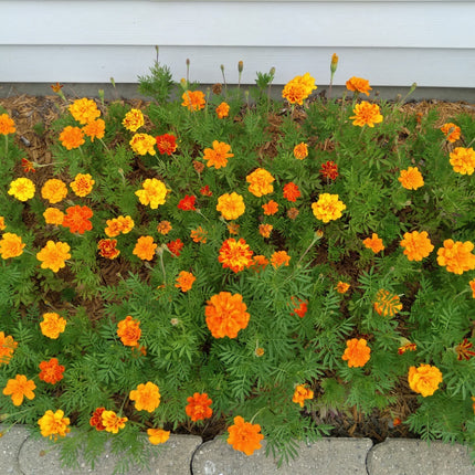 Mixed Marigold Flower Seeds, Yellow, Orange & Red, 500 Seeds, Fresh, 2024