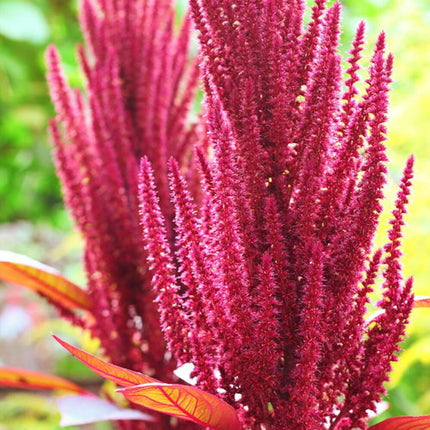 1000+Red Garnet Amaranth Seeds Red Spinach Kiwicha Microgreens Garden Seeds USA