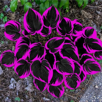 Black Red Hosta Seeds for Planting Grow Easily Hosta Plant Seeds Low Maintenance