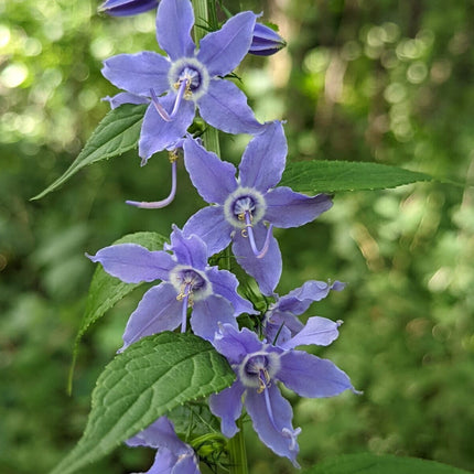 500+Tall Bellflower Seeds Campanula Americana Native American Wildbellflower USA