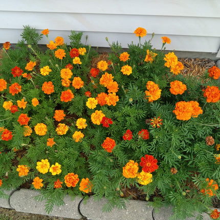 Mixed Marigold Flower Seeds, Yellow, Orange & Red, 500 Seeds, Fresh, 2024