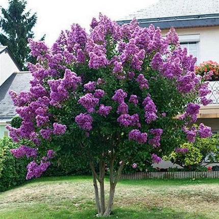 20 EXOTIC CRAPE MYRTLE SEEDS for Garden Flower House Plant Bush USA SELLER USPS