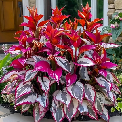 200Pcs Mixed Hosta Seeds for Planting Colorful Hosta Plant Seeds Perennial