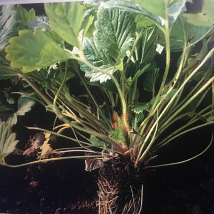 100+Red Strawberry Seeds Big Flesh Fruit Perennial Container Garden USA