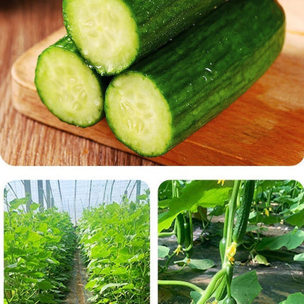 20+Cucumber Seeds Garden Sweet Slice Burpless Hybrid Cucumber USA