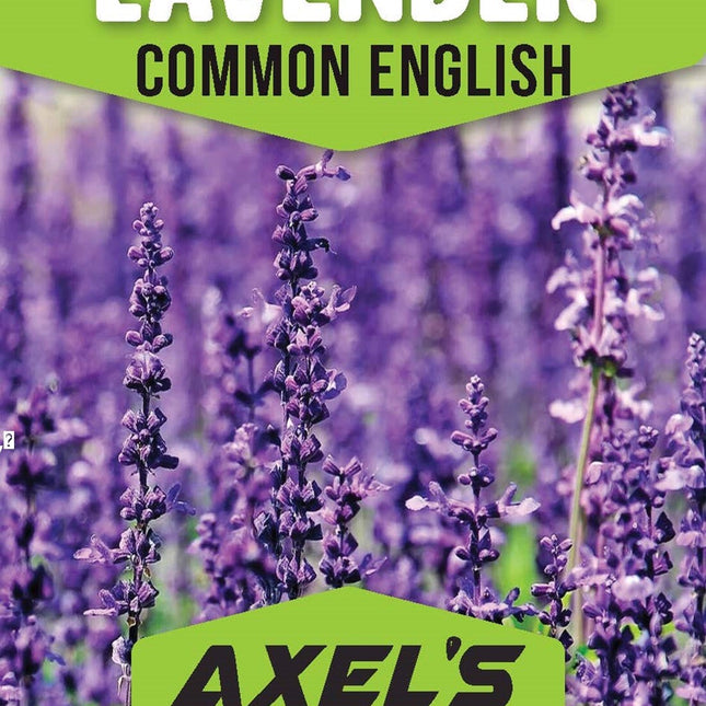 25,000+ Lavender Seeds for Planting - Common English Herb Lavender Non GMO