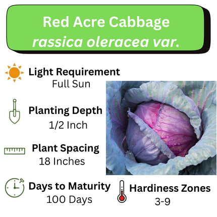 Red Acre Cabbage Heirloom Non-Gmo Seeds