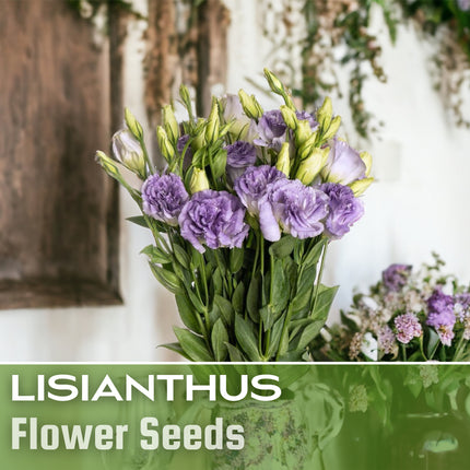 Lisianthus Seeds - 100 Seeds Garden Bloom Flower Seed Flowers Non Gmo Heirloom