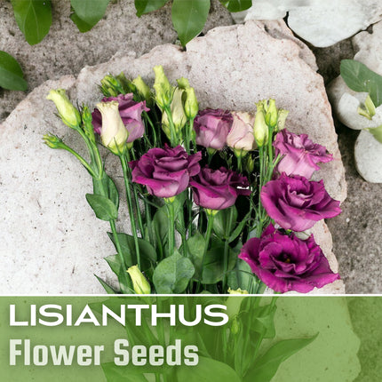 Lisianthus Seeds - 100 Seeds Garden Bloom Flower Seed Flowers Non Gmo Heirloom