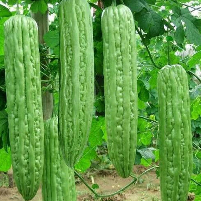 10+Green Skin Long Bitter Gourd Seeds Bitter Melon Seeds Ku Gua Asian Vegetable
