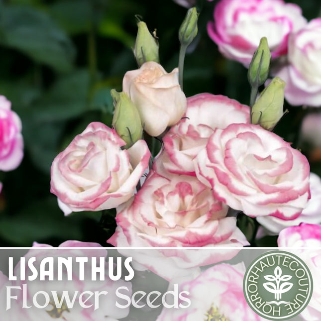 Lisianthus Seeds - 100 Seeds Garden Bloom Flower Seed Flowers Non Gmo Heirloom