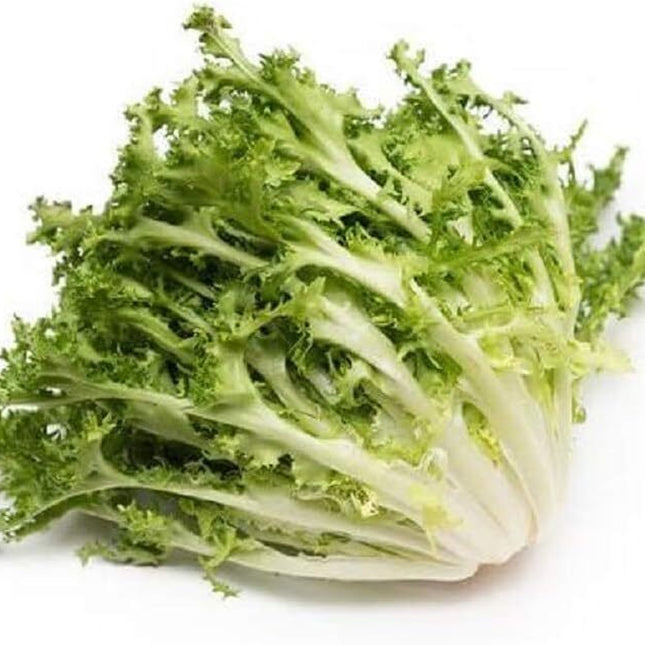 Endive Seeds, Green Curled Endive Seed, 1/16 Oz Pack, Chicory, Heirloom, NON-GMO